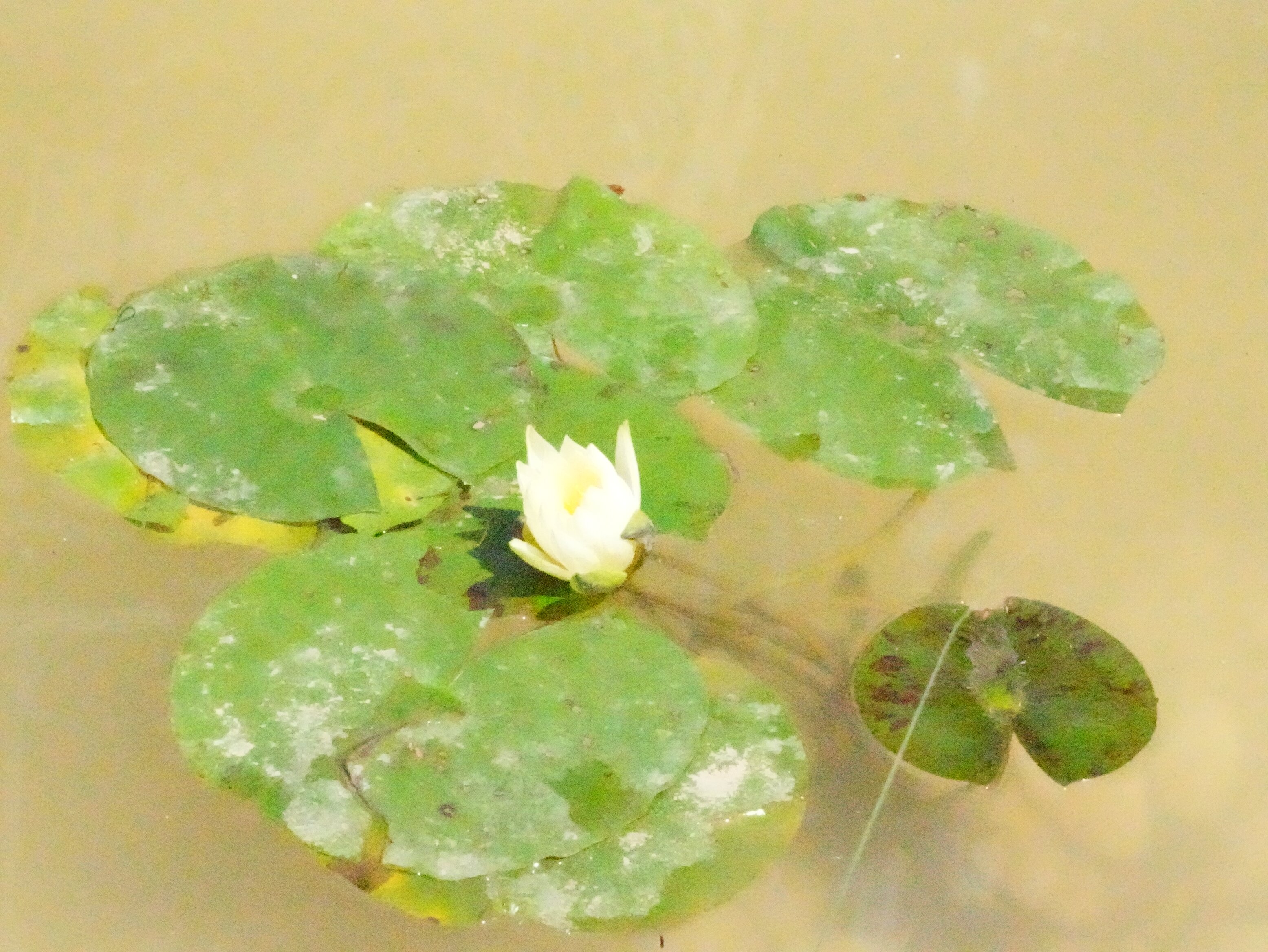 小荷才露尖尖角